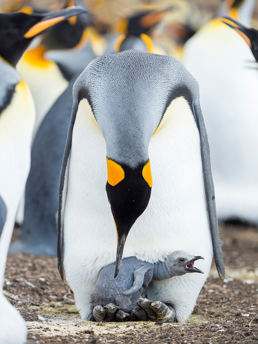 Königspinguin-Küken bettelt um Futter, während es sich auf den Füßen eines Elternteils ausruht, Falklandinseln.