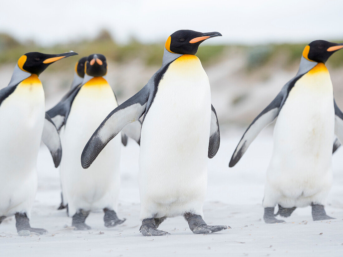 King Penguin, Falkland Islands.