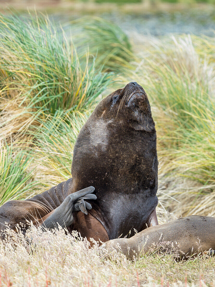 Bulle und weiblicher südamerikanischer Seelöwe im Tussockgürtel, Falklandinseln.