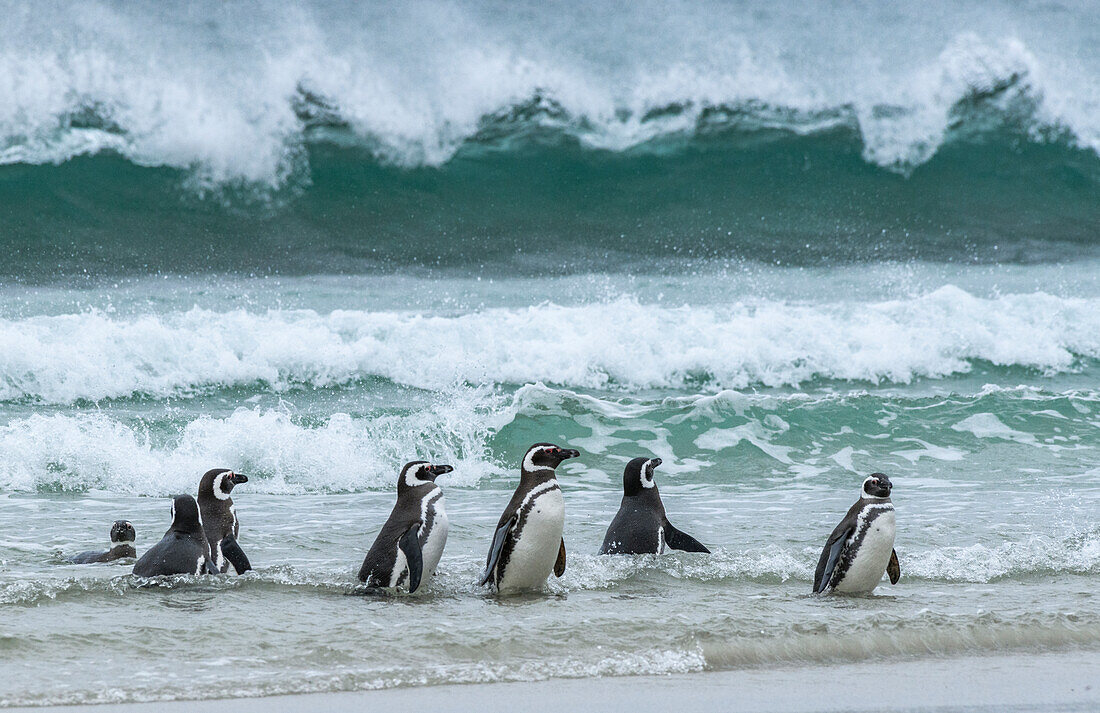 Falkland Islands, Saunders Island. Magellanic penguins emerge from the sea.