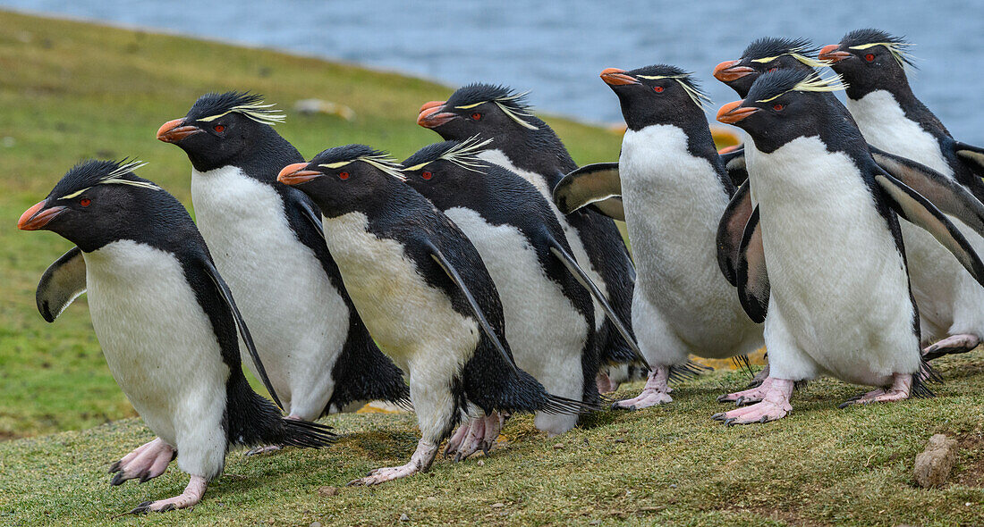 Falkland-Inseln, Saunders-Insel. Südliche Felsenpinguine auf dem Weg zur Kolonie.