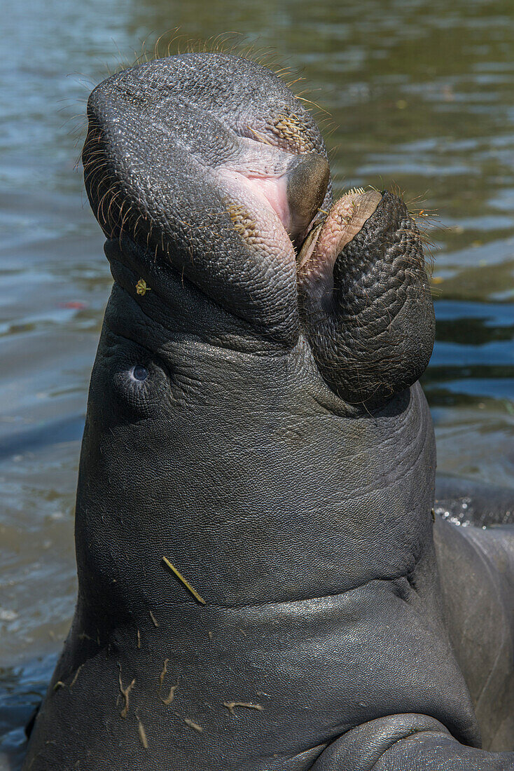 Westindische Seekuh (Trichechus manatus), Georgetown, Guyana