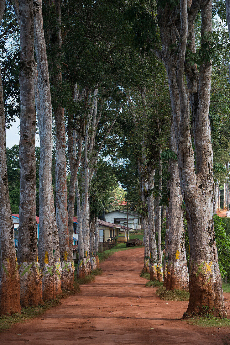 Kautschuk-Weg. Mabaruma, Guyana