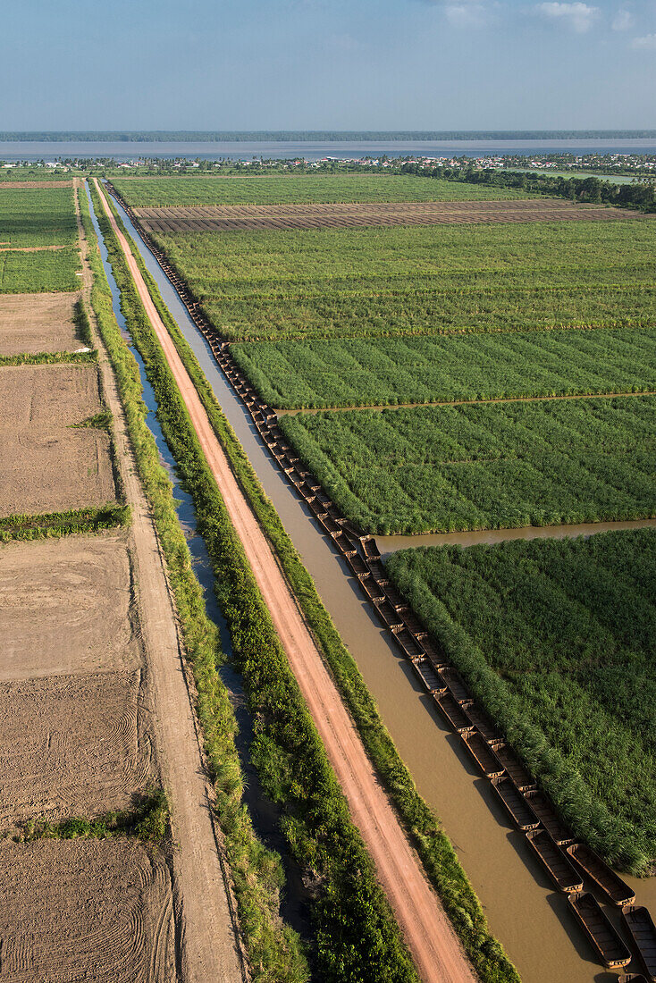 Sugarcane production. East Coastal area, Guyana