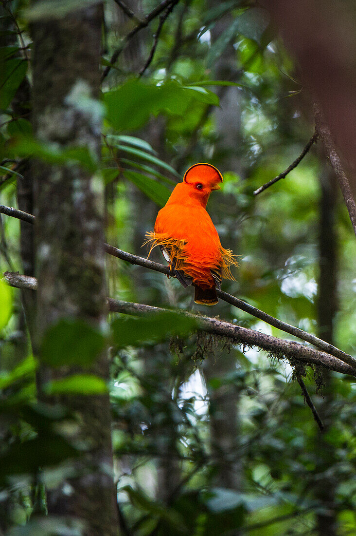 Guianan Cock-of-the-rock (Rupicola rupicola) at Kaieteur Falls National Park in Essequibo, Guyana, Watercourse, Potaro River