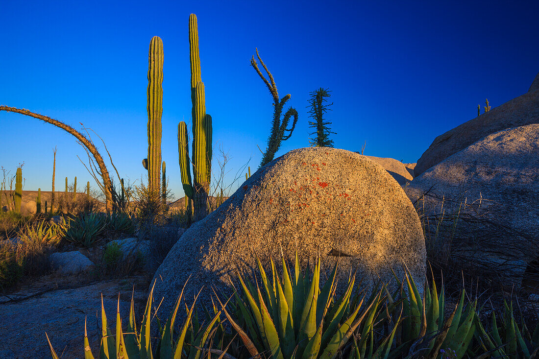 Catavina-Wüste, Baja California, Mexiko