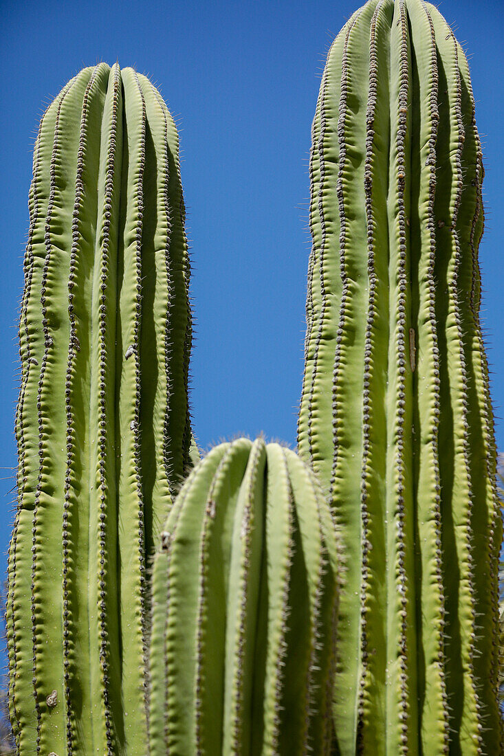Cactus. Cabo San Lucas, Mexico.