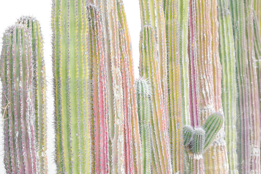 Farbenfroher Kaktus. Cabo San Lucas, Mexiko.
