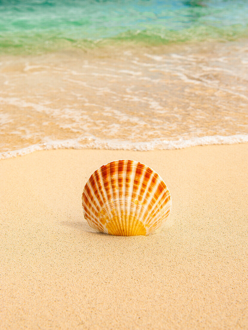 Muschel am tropischen Strand