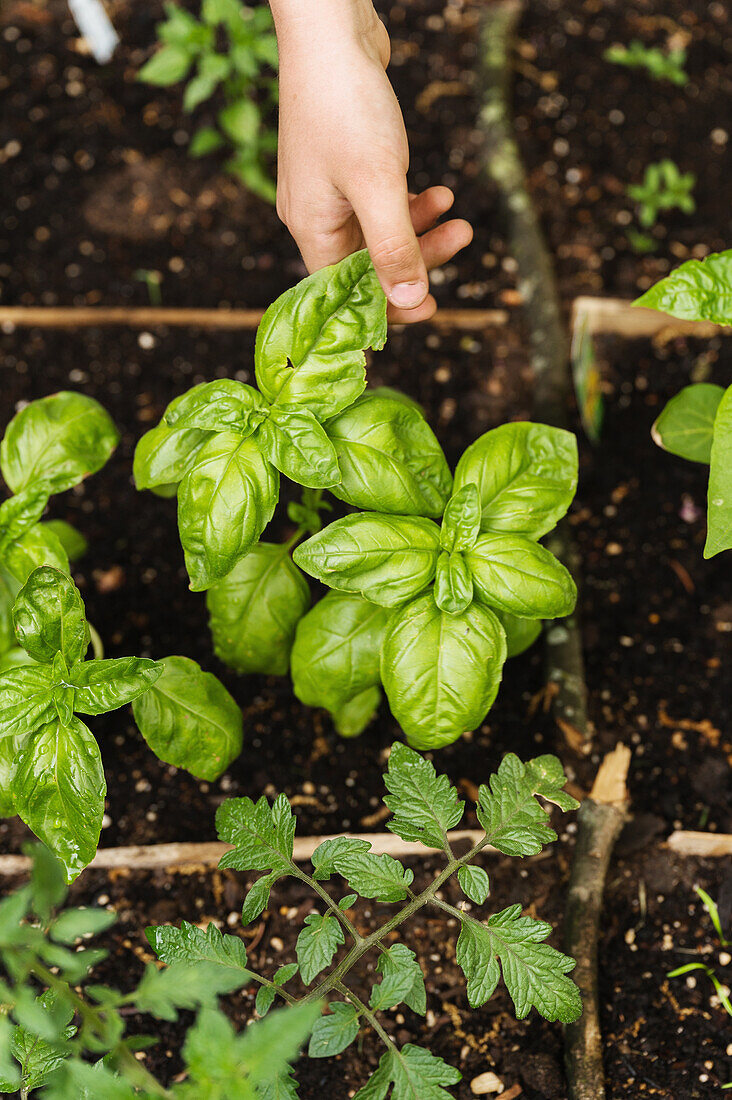 Girl picking basil in garden