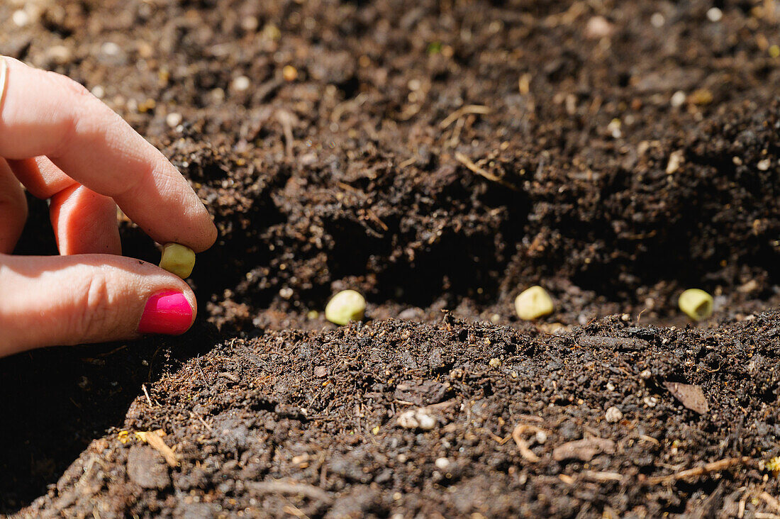 Woman planting bean seeds