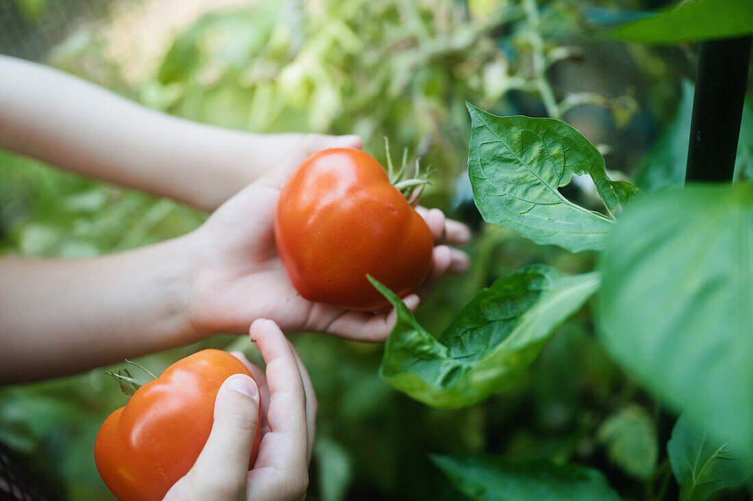 Nahaufnahme von Jungen (6-7) und Mädchen (8-9), die mit ihren Händen reife Tomaten pflücken