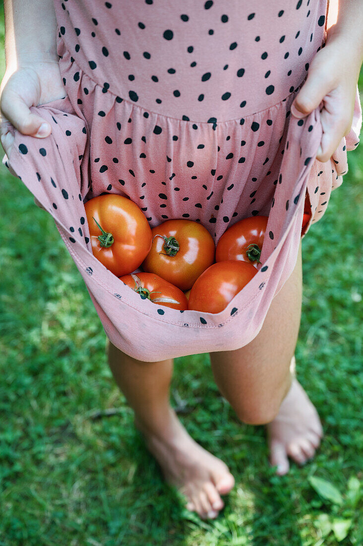 Mädchen (8-9) trägt frisch gepflückte Tomaten im Kleid