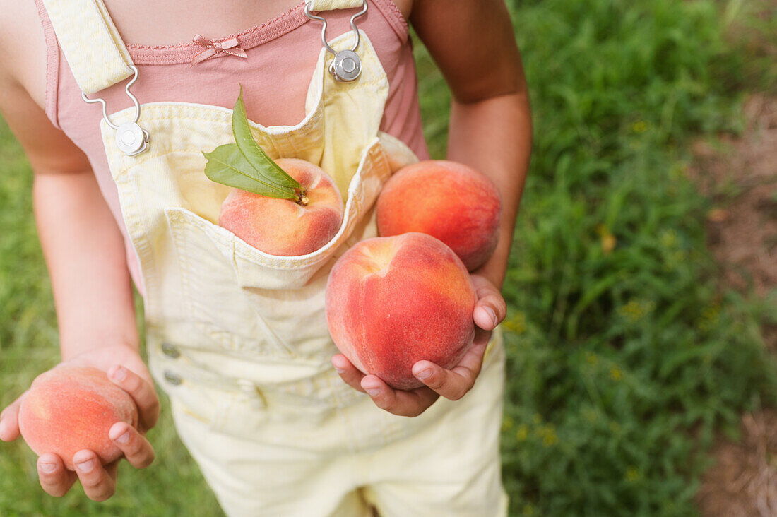 Girl (8-9) holding freshly picked peaches in orchard