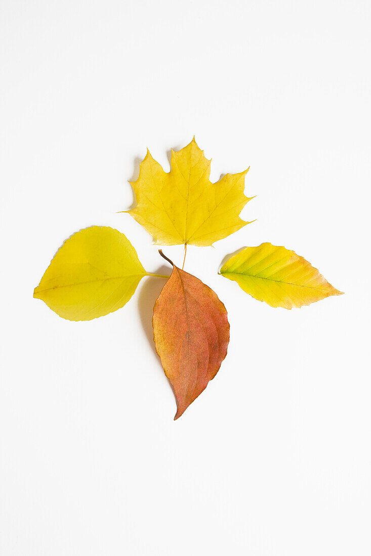 Assorted Autumn leaves on white background