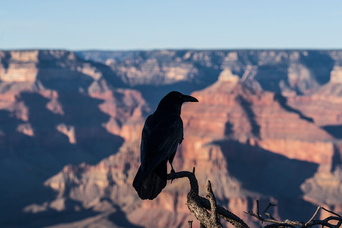 United States, Arizona, Grand Canyon National Park, South Rim, Silhouette of raven