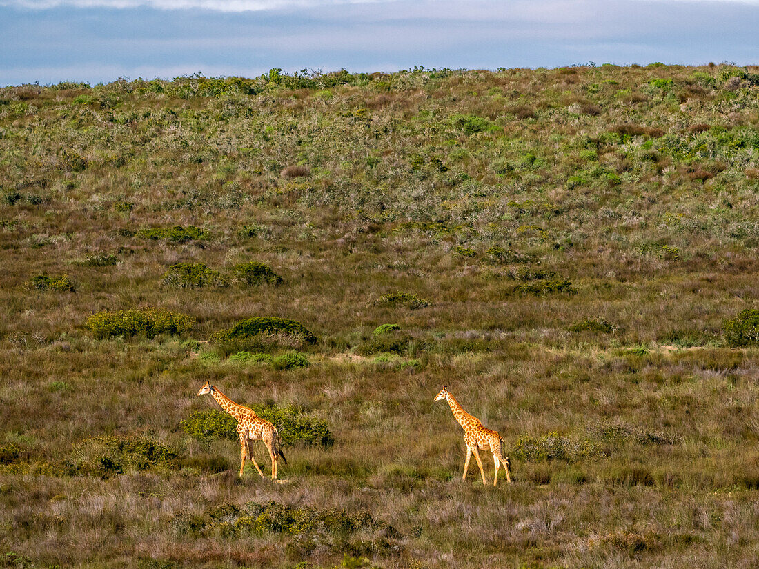 South Africa, Western Cape, Two giraffes walking in grassland