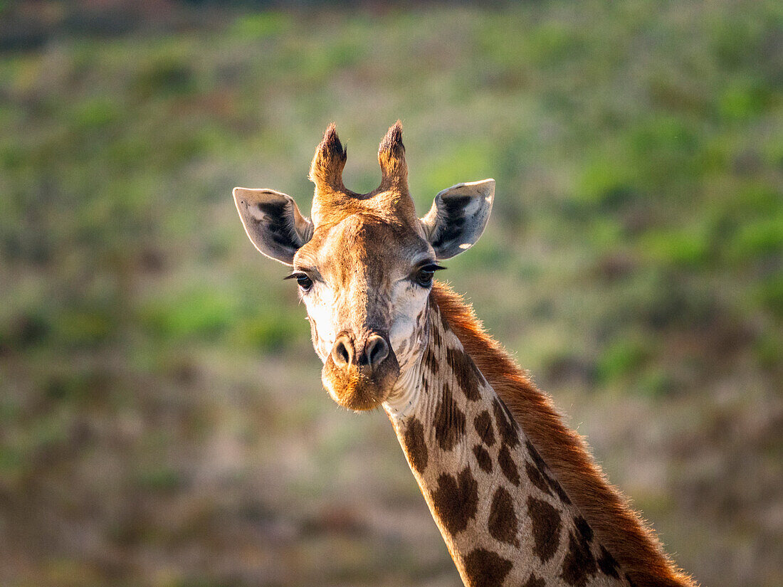 South Africa, Western Cape, Portrait of giraffe in savannah