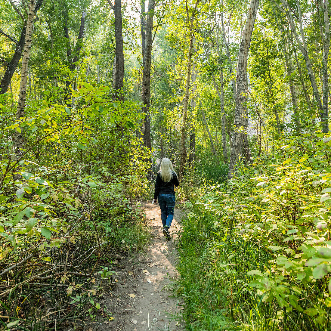 Rear view of woman walking on footpath in forest in Draper Reserve