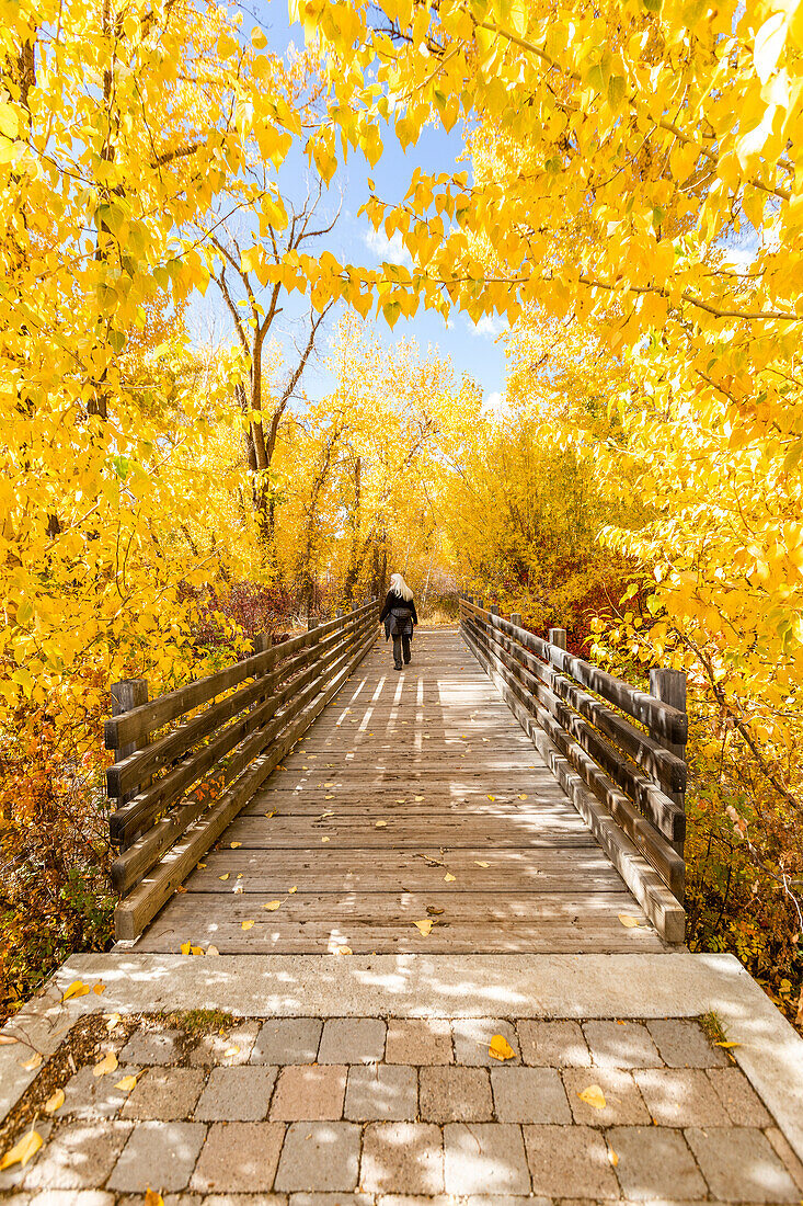 USA, Idaho, Bellevue, Rear view of woman walking on footbridge surrounded with yellow trees in Autumn