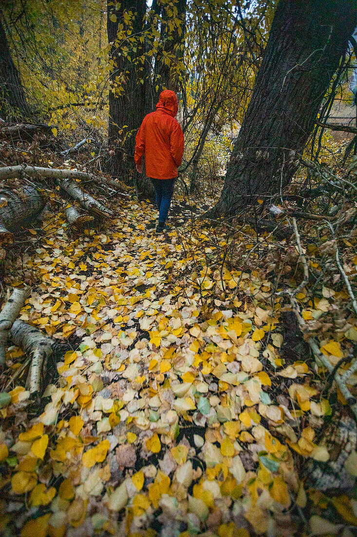 USA, Idaho, Bellevue, Rückansicht einer Frau in roter Kapuzenjacke beim Spaziergang im Herbstwald