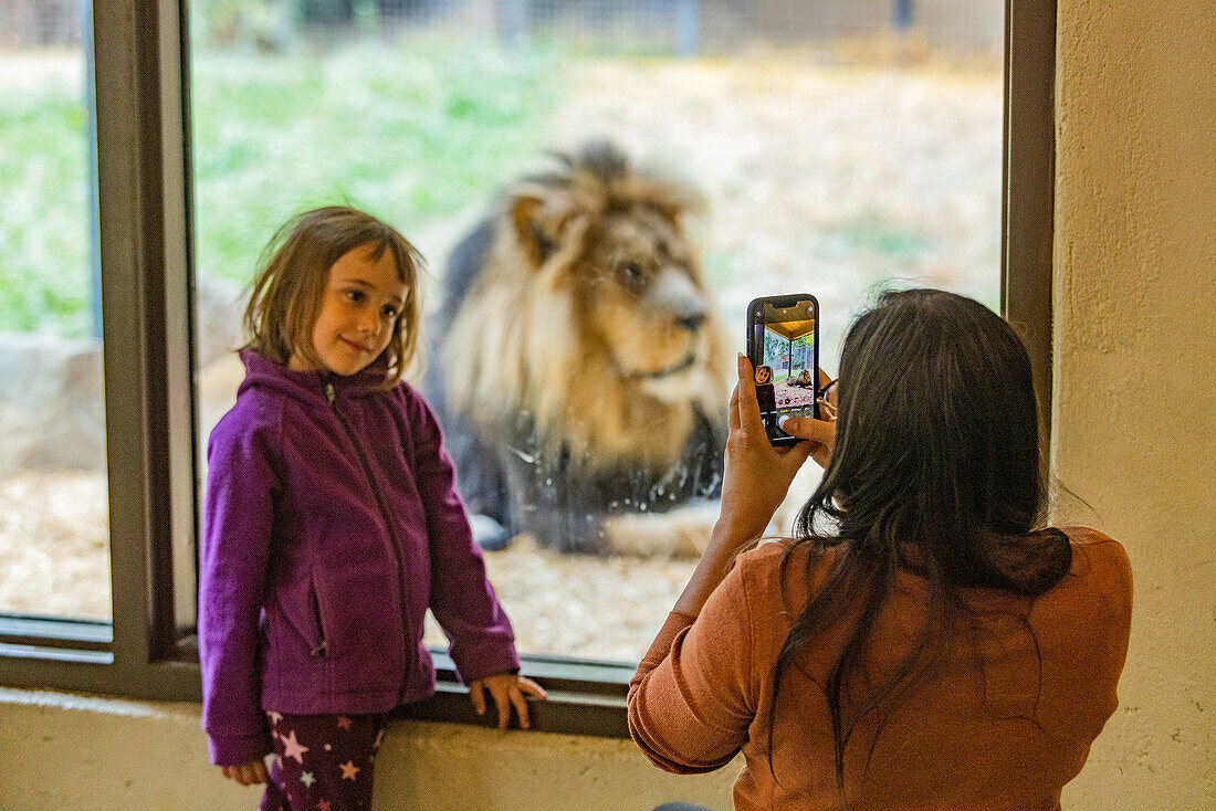 Mutter fotografiert Tochter (6-7) mit afrikanischem Löwen im Zoo von Boise