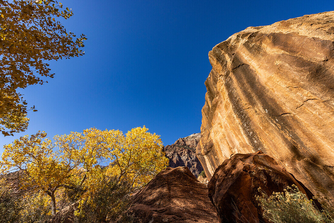 USA, Utah, Zion National Park, Felsen und Herbstlaub