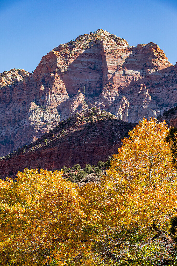 USA, Utah, Zion National Park, Mountains and autumn foliage