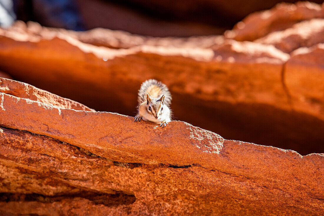 USA, Utah, Zion National Park, Wild chipmunk on rocks