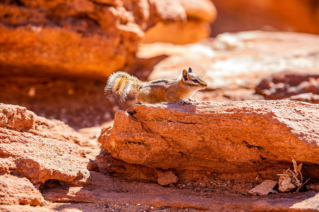 USA, Utah, Zion-Nationalpark, Wildes Streifenhörnchen auf Felsen
