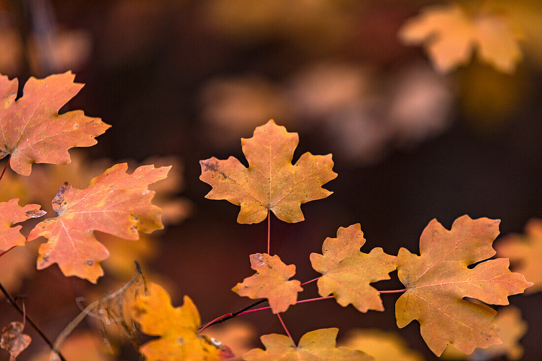 Autumn leaves on branch in Zion National Park