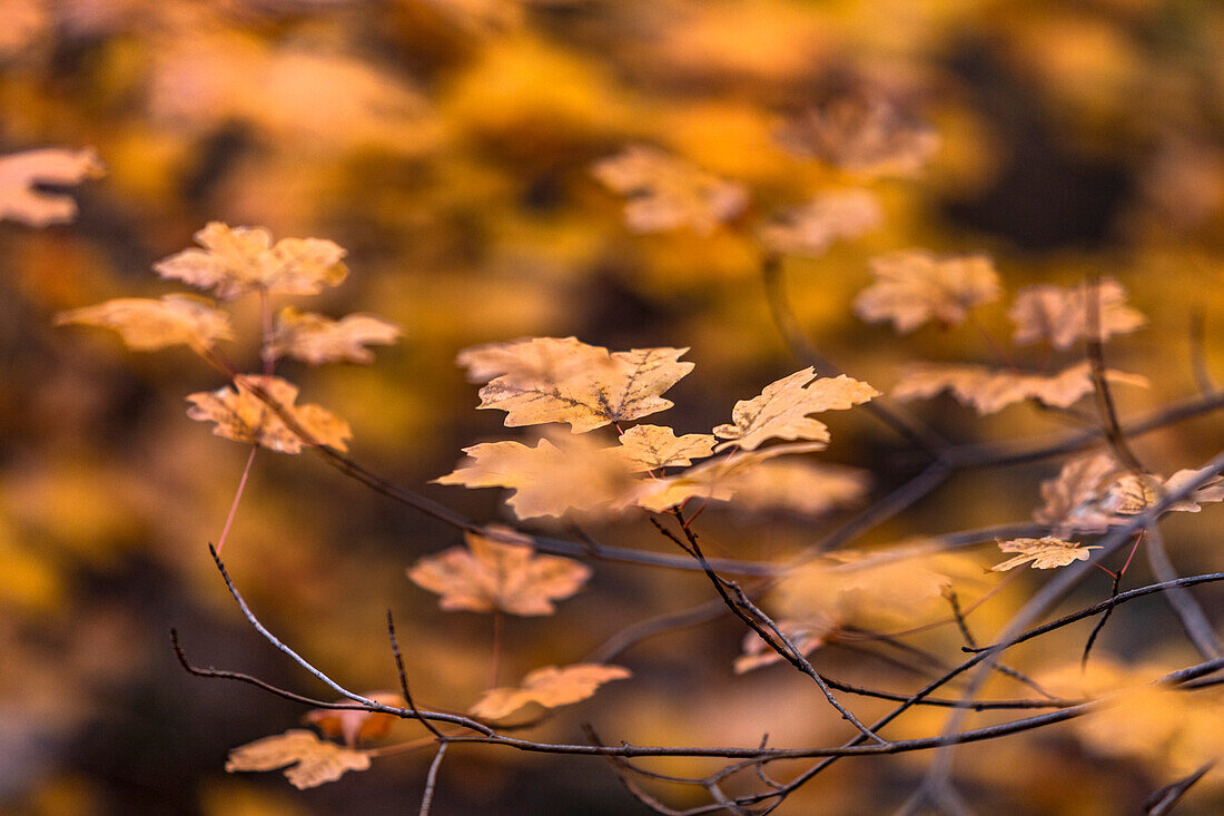 Autumn leaves on branch in Zion National Park