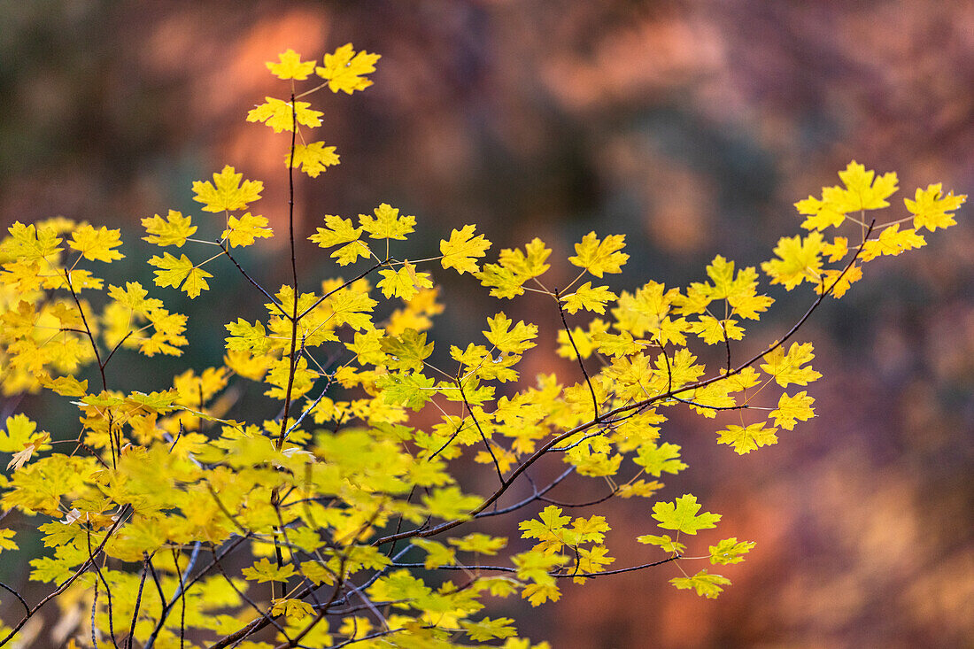 United States, Utah, Zion National Park, Autumn leaves on branch