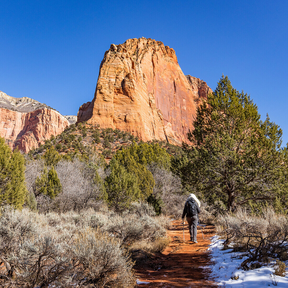 United States, Utah, Zion National Park, Senior blonde woman hiking