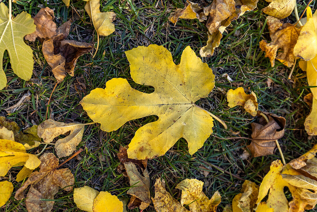 Herbstliche Feigenblätter auf dem Boden liegend