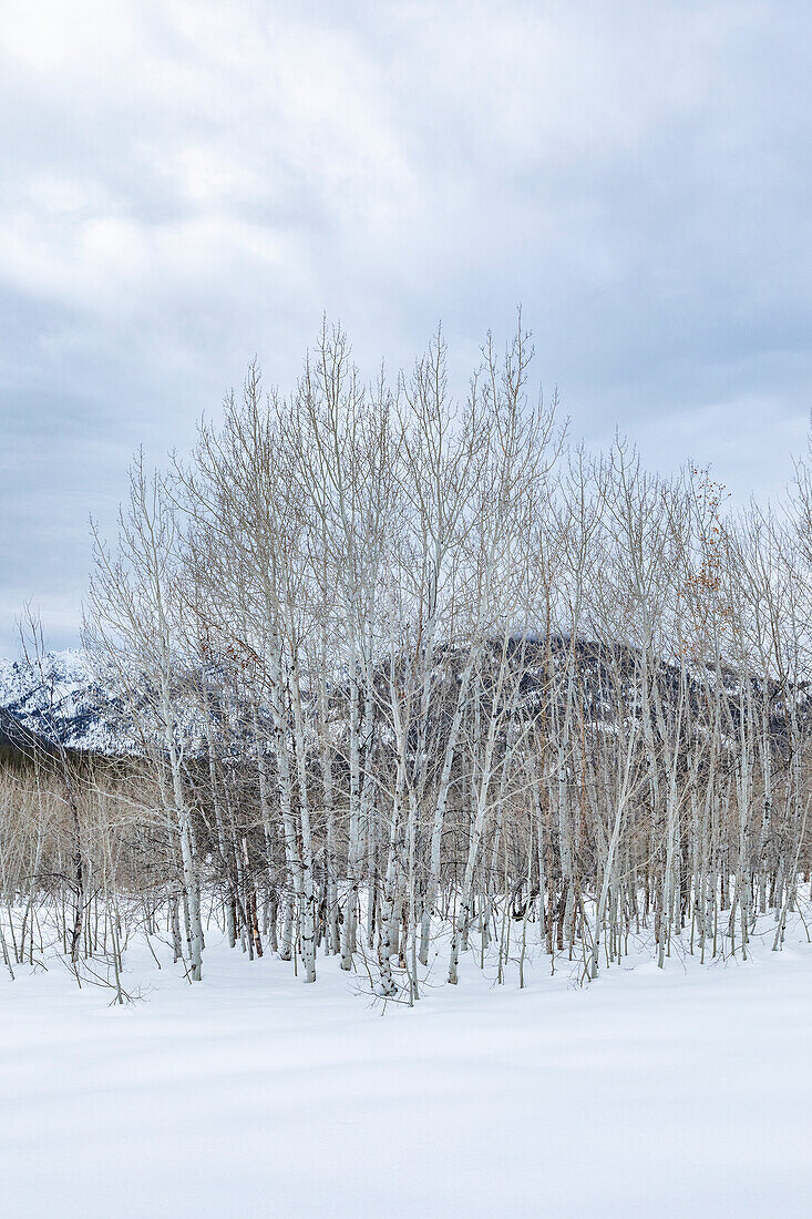United States, Idaho, Sun Valley, Grove of aspen trees in winter
