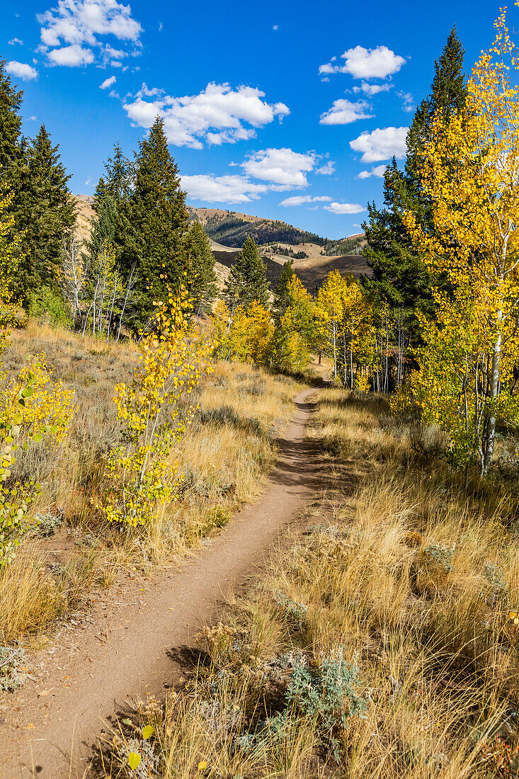 USA, Idaho, Ketchum, Hiking trail through the forest in fall 