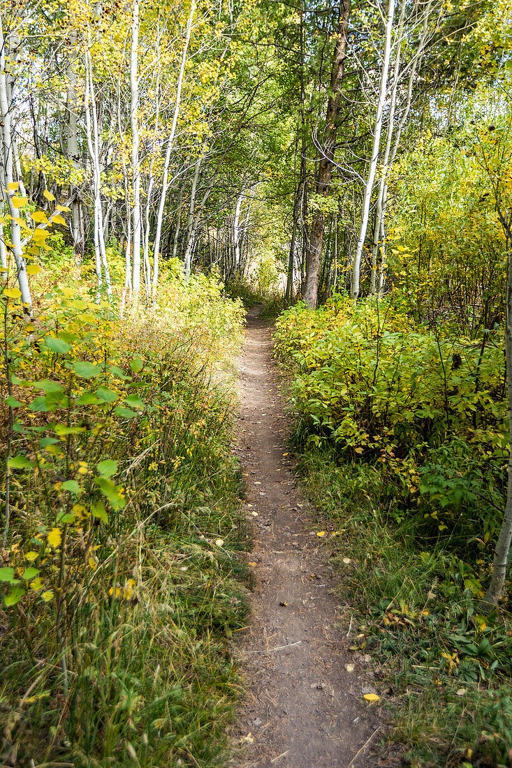 USA, Idaho, Ketchum, Hiking trail in forest 