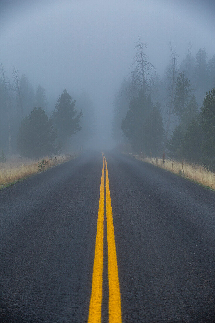 USA, Idaho, Stanley, Doppelt gelb gesäumter Highway führt in einen nebligen Wald