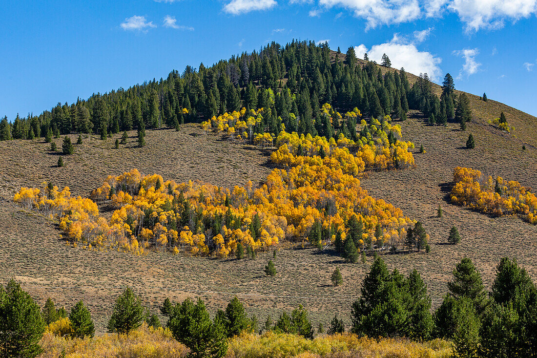 USA, Idaho, Stanley, Forest in mountains in autumn 