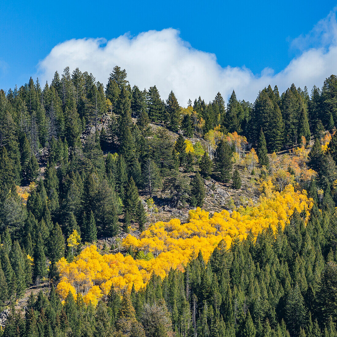 USA, Idaho, Stanley, Herbstfarben in Bäumen in den Bergen 