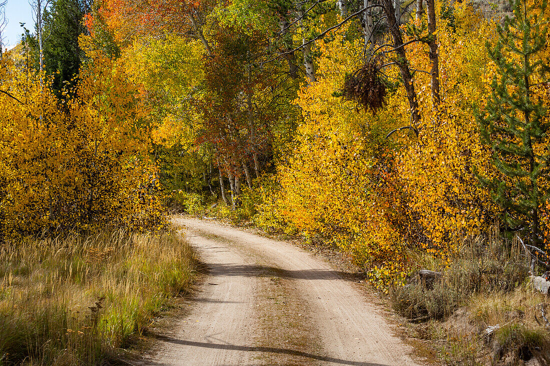USA, Idaho, Stanley, Schotterstraße im Wald im Herbst 