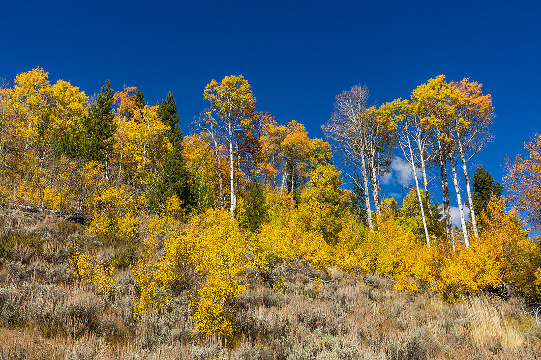 USA, Idaho, Stanley, Gelbe Blätter an Bäumen in den Bergen im Herbst 