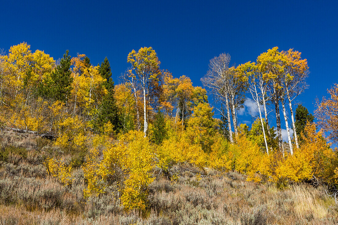 USA, Idaho, Stanley, Yellow leaves on trees in mountains at autumn 