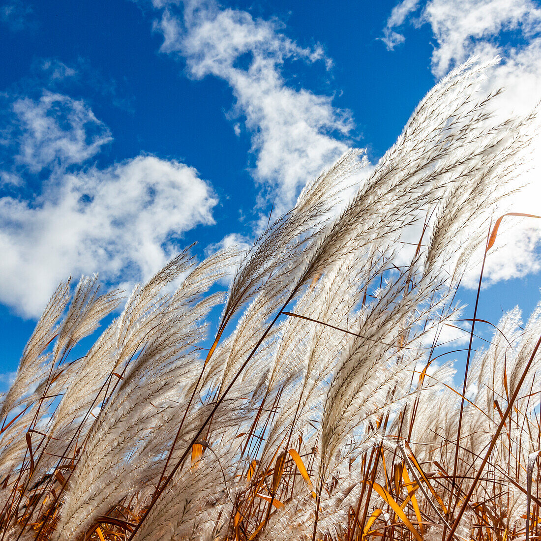 Pampasgräser und blauer Himmel an einem Herbstnachmittag