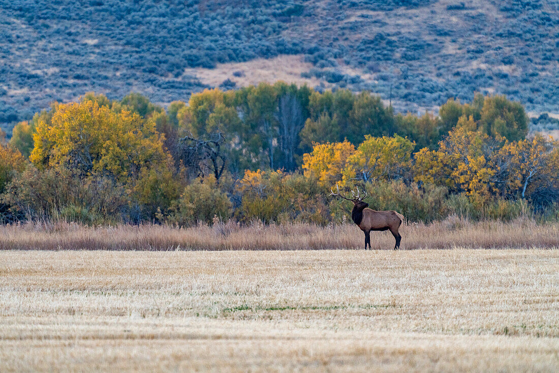 USA, Idaho, Bellevue, Bull Elk looks across cut field 