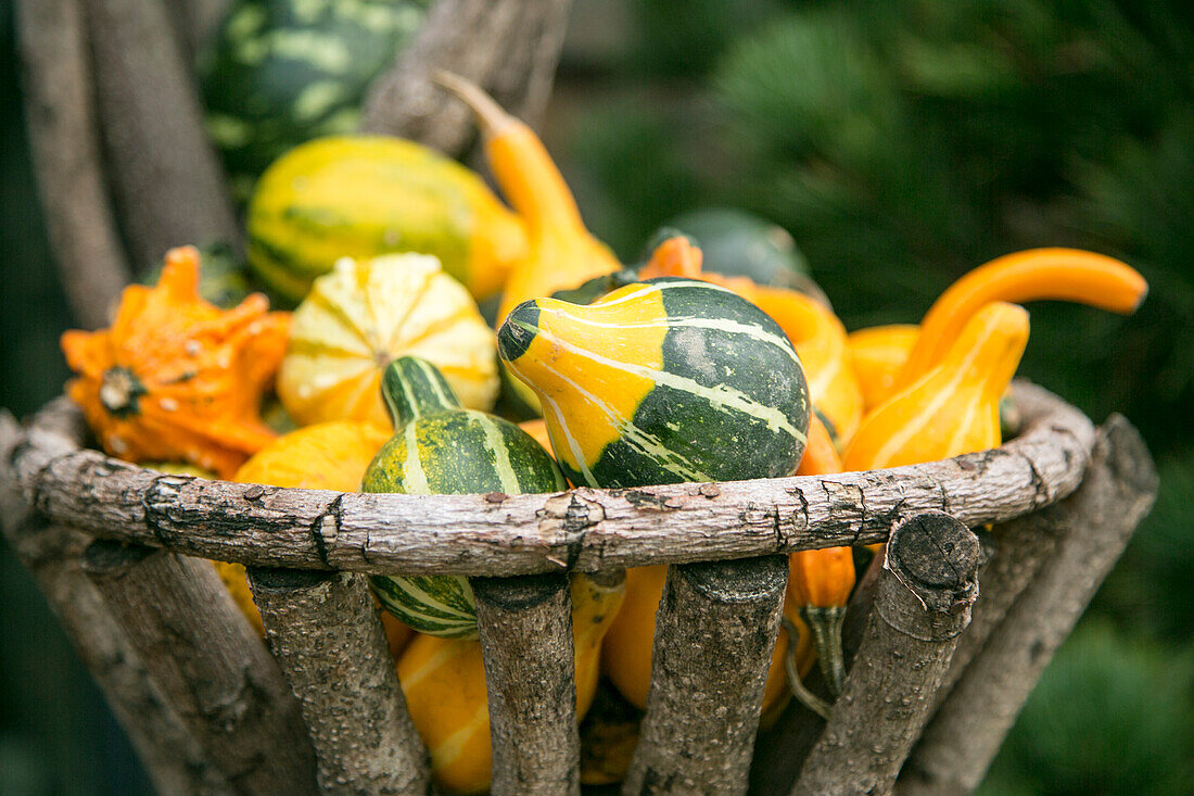 Herbstliche Kürbisse und Kürbisse im Korb