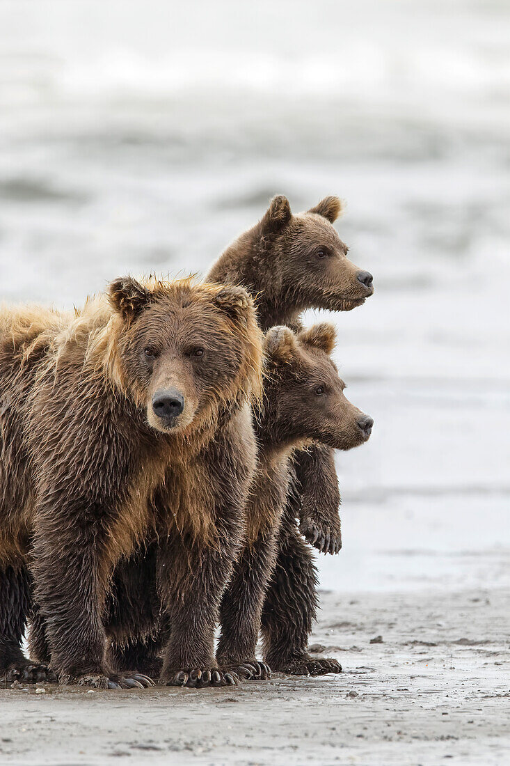 Braunbärenweibchen und Jungtiere, Silver Salmon Creek, Lake Clark National Park, Alaska.