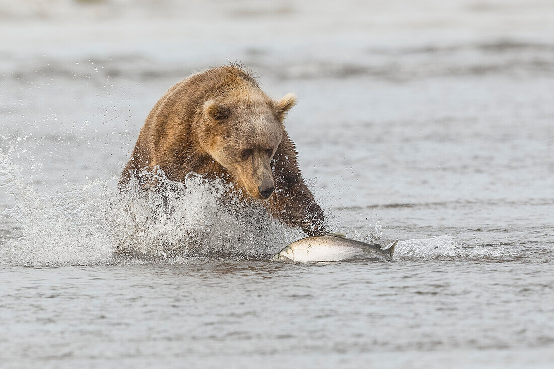 Braunbär auf Lachsjagd, Silver Salmon Creek, Lake Clark National Park, Alaska.