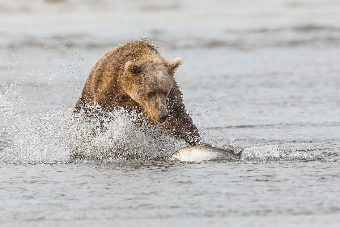 Brown bear chasing salmon, Silver Salmon Creek, Lake Clark National Park, Alaska.